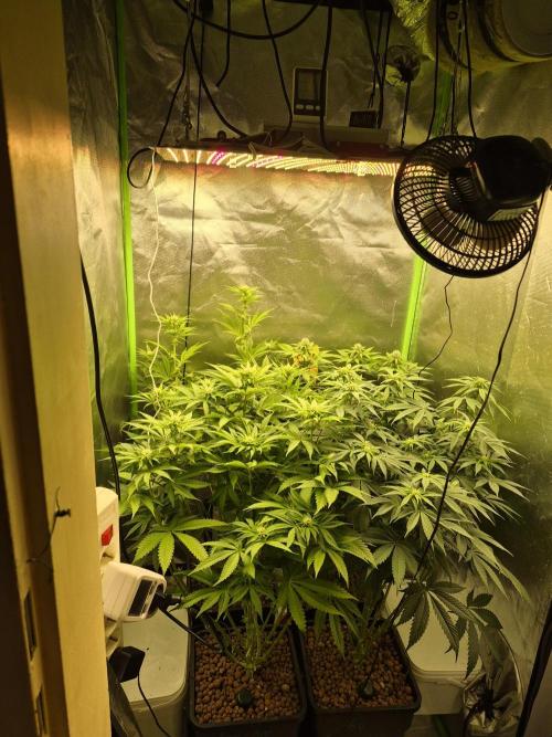 Rqs Mix 1. Mal living soil. Week 8