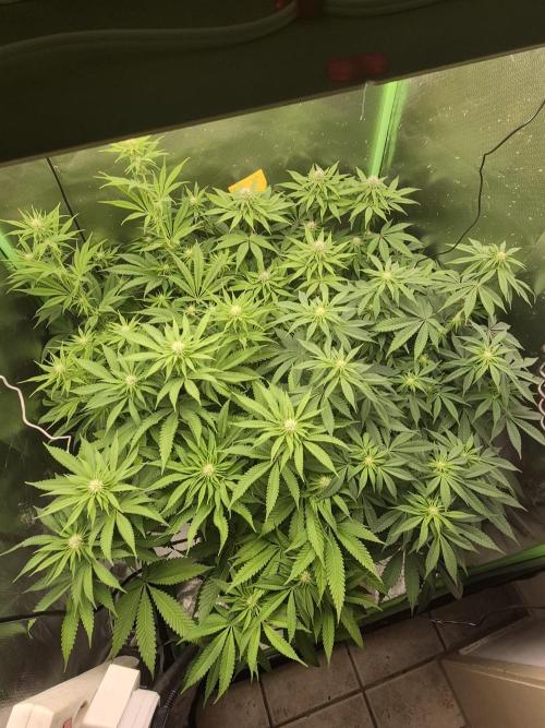 Rqs Mix 1. Mal living soil. Week 8