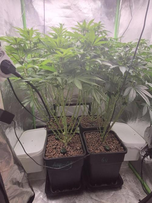 Rqs Mix 1. Mal living soil. Week 8