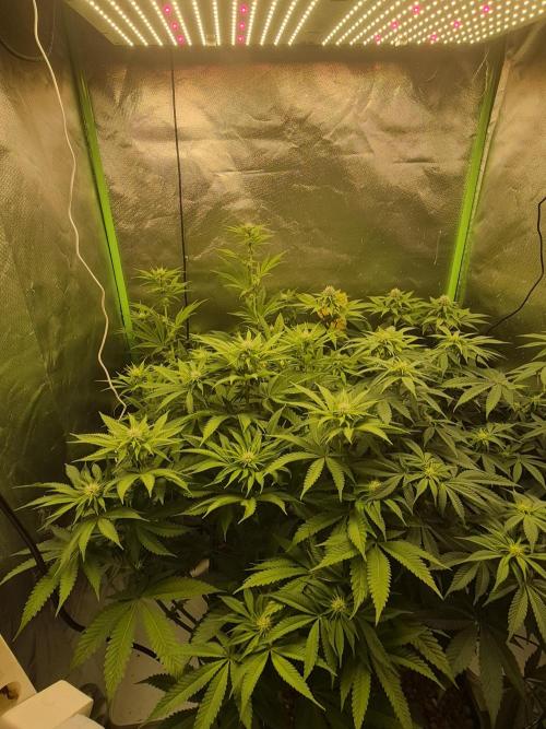 Rqs Mix 1. Mal living soil. Week 8