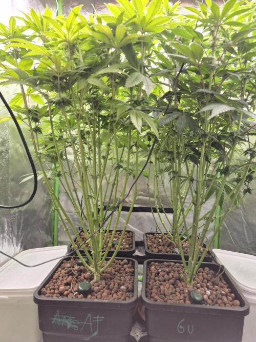 Rqs Mix 1. Mal living soil. Week 9