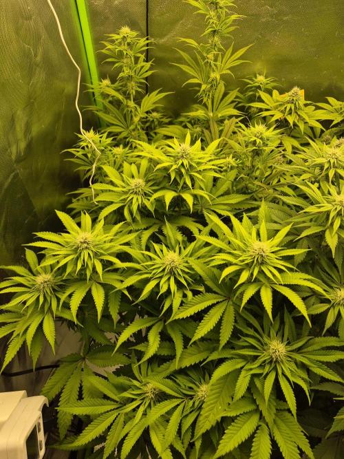 Rqs Mix 1. Mal living soil. Week 9
