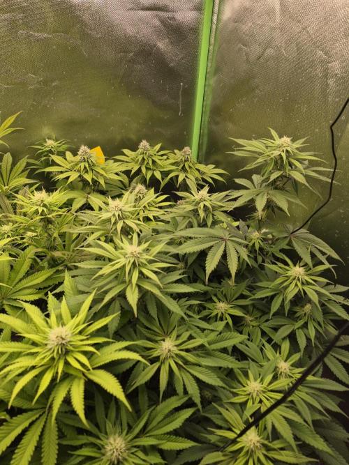Rqs Mix 1. Mal living soil. Week 9