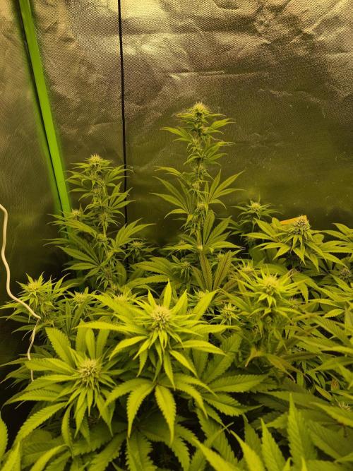 Rqs Mix 1. Mal living soil. Week 9