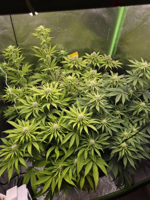 Rqs Mix 1. Mal living soil. Week 9