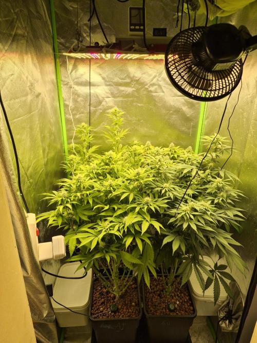 Rqs Mix 1. Mal living soil. Week 9
