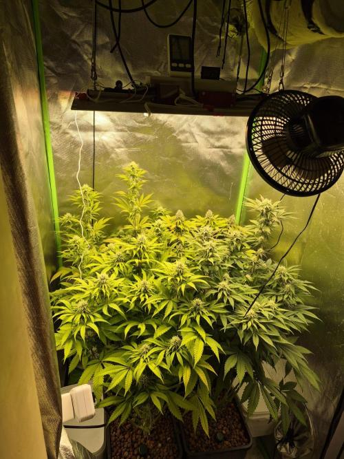 Rqs Mix 1. Mal living soil. Week 10