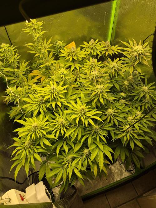 Rqs Mix 1. Mal living soil. Week 10