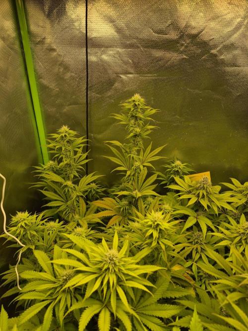 Rqs Mix 1. Mal living soil. Week 10