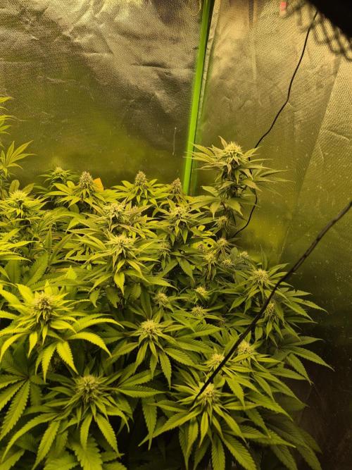 Rqs Mix 1. Mal living soil. Week 10