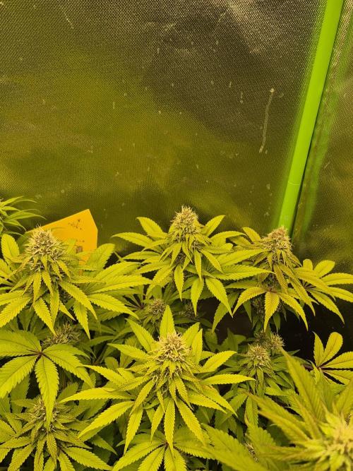 Rqs Mix 1. Mal living soil. Week 10