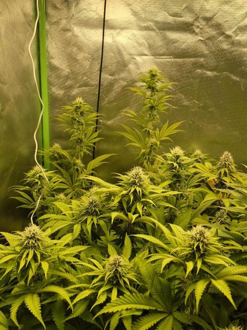 Rqs Mix 1. Mal living soil. Week 10