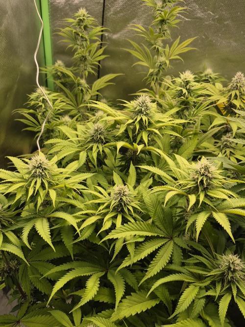 Rqs Mix 1. Mal living soil. Week 10