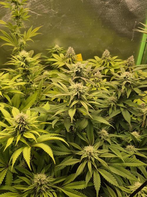 Rqs Mix 1. Mal living soil. Week 10