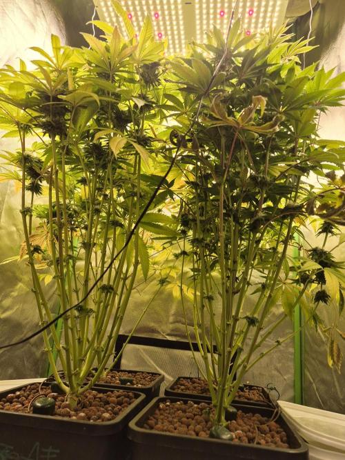 Rqs Mix 1. Mal living soil. Week 11