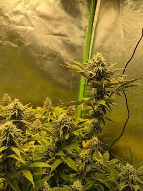 Rqs Mix 1. Mal living soil. Week 11