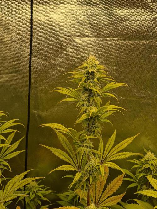 Rqs Mix 1. Mal living soil. Week 11