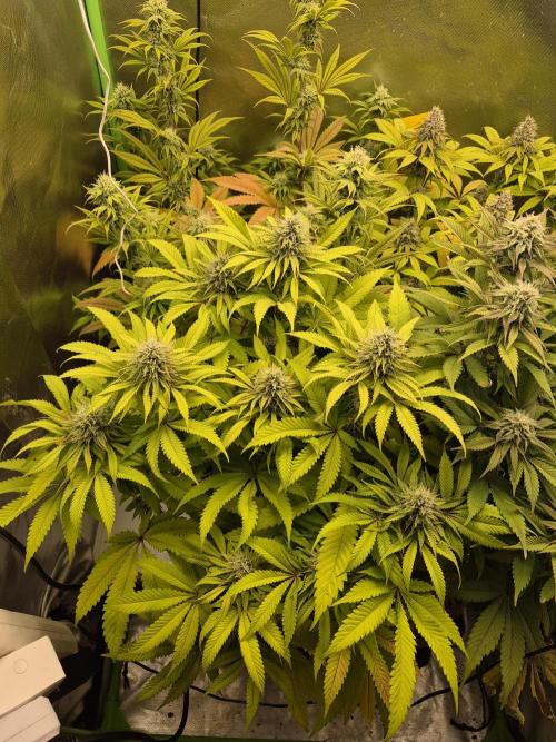 Rqs Mix 1. Mal living soil. Week 11