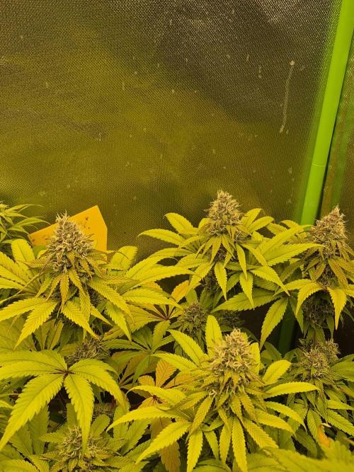 Rqs Mix 1. Mal living soil. Week 11