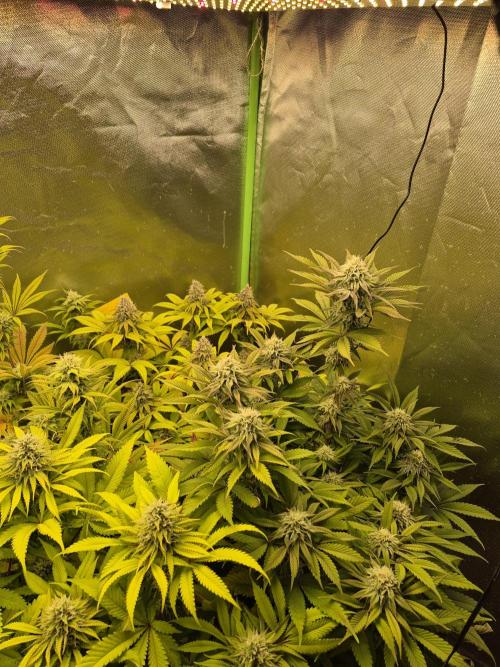 Rqs Mix 1. Mal living soil. Week 11