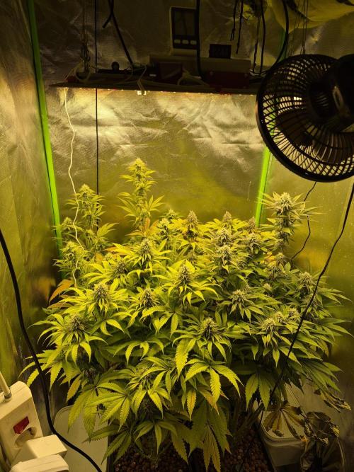Rqs Mix 1. Mal living soil. Week 11