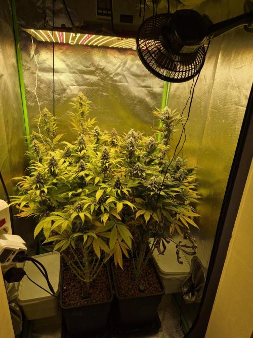 Rqs Mix 1. Mal living soil. Week 12