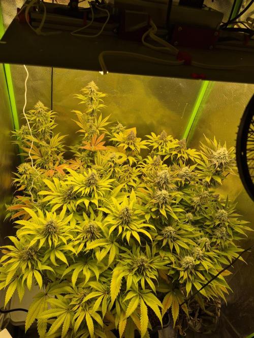 Rqs Mix 1. Mal living soil. Week 12