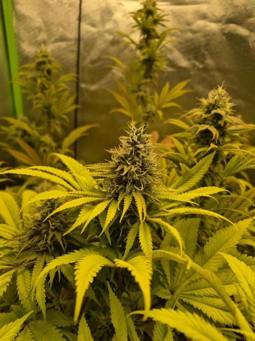 Rqs Mix 1. Mal living soil. Week 12