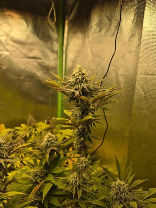 Rqs Mix 1. Mal living soil. Week 12