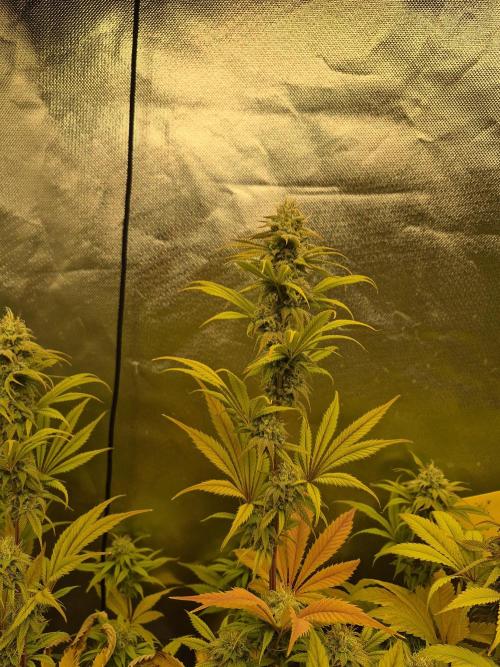 Rqs Mix 1. Mal living soil. Week 12