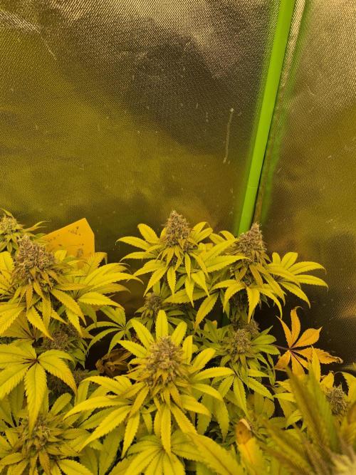 Rqs Mix 1. Mal living soil. Week 12