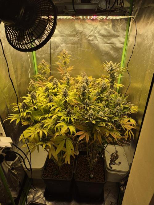 Rqs Mix 1. Mal living soil. Week 13