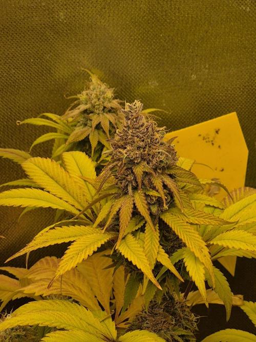 Rqs Mix 1. Mal living soil. Week 13