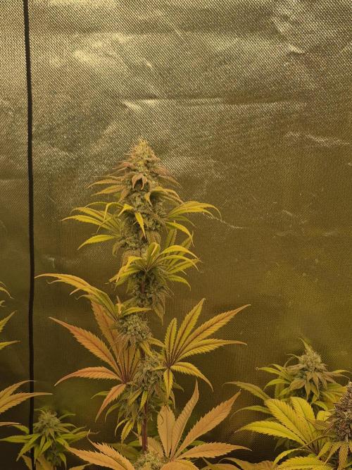Rqs Mix 1. Mal living soil. Week 13