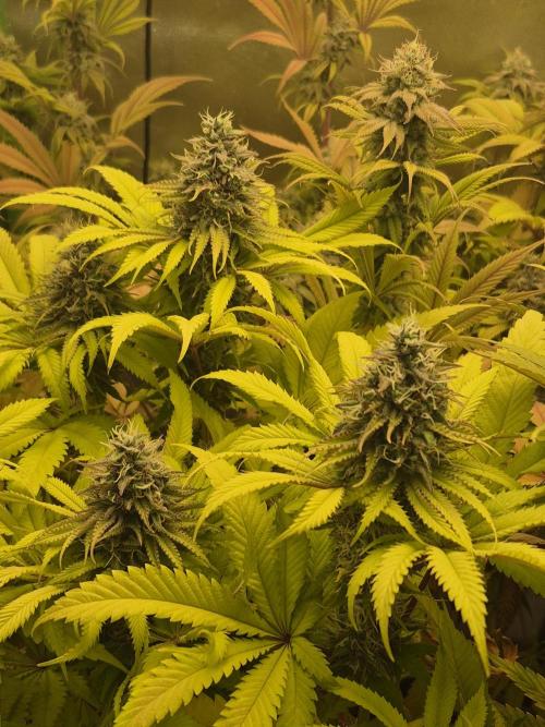 Rqs Mix 1. Mal living soil. Week 13