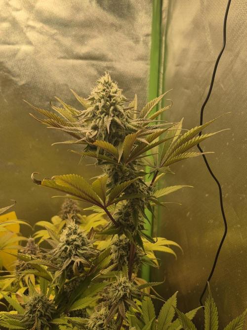 Rqs Mix 1. Mal living soil. Week 13