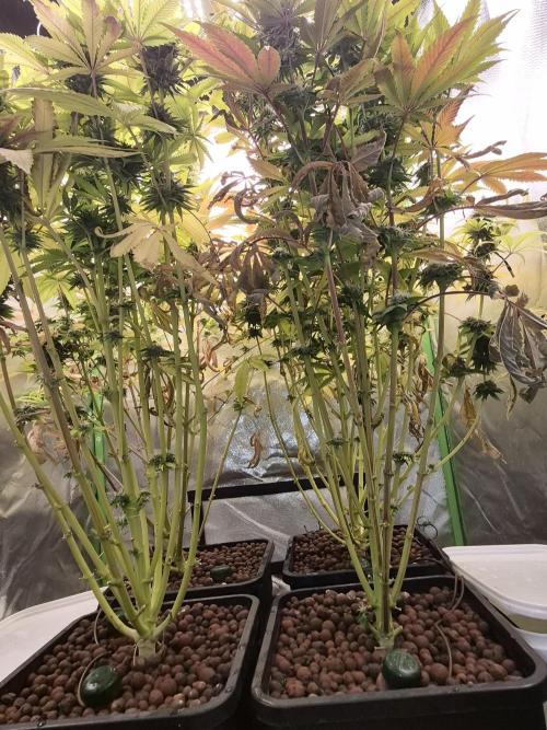 Rqs Mix 1. Mal living soil. Week 13