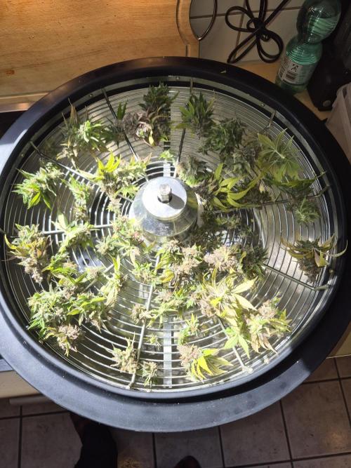 Rqs Mix 1. Mal living soil. Week 14