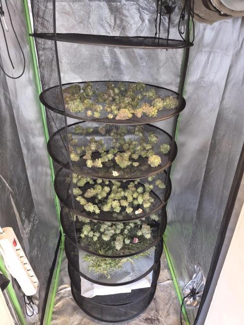 Rqs Mix 1. Mal living soil. Week 14