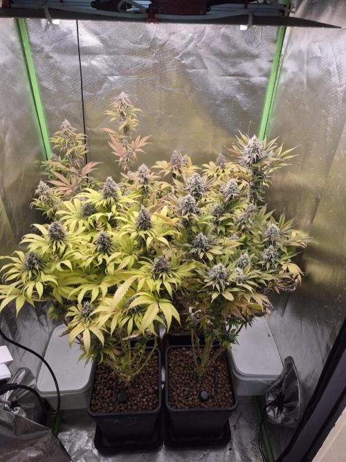 Rqs Mix 1. Mal living soil. Week 14