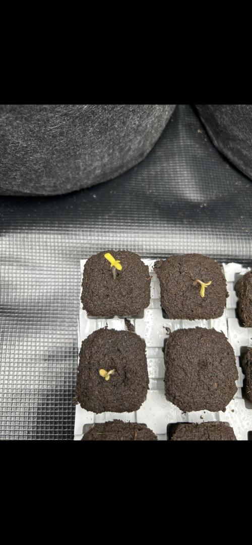 Original Oreoz. Week 0