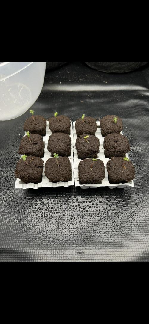 Original Oreoz. Week 0