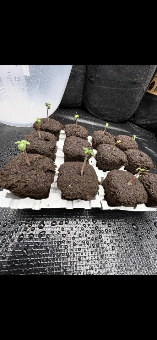 Original Oreoz. Week 0