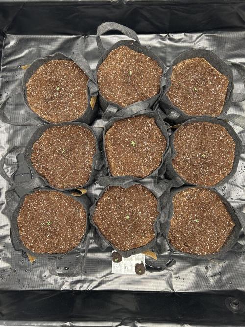 Original Oreoz. Week 1