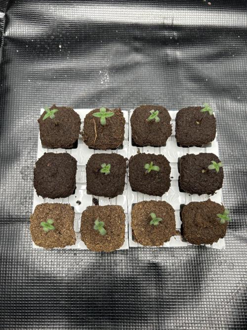 Original Oreoz. Week 1