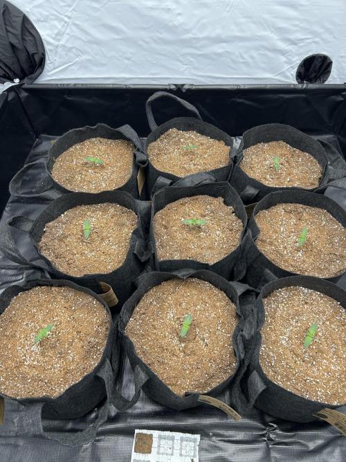 Original Oreoz. Week 1 - 12 days from seed.