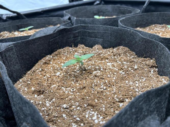 Original Oreoz. Week 1 - 12 days from seed. 