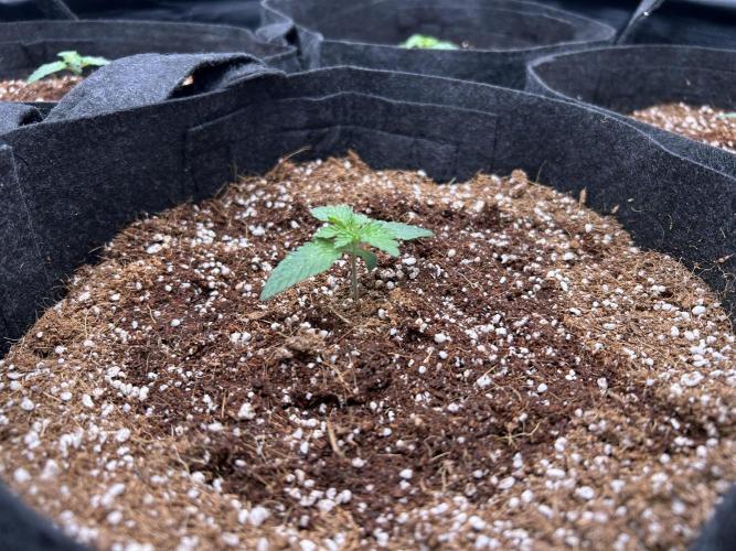 Original Oreoz. Week 2