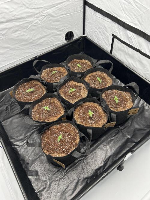 Original Oreoz. Week 2
