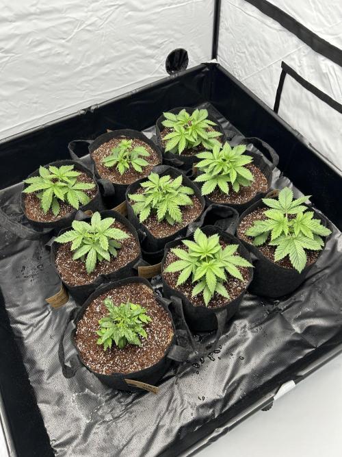 Original Oreoz. Week 4